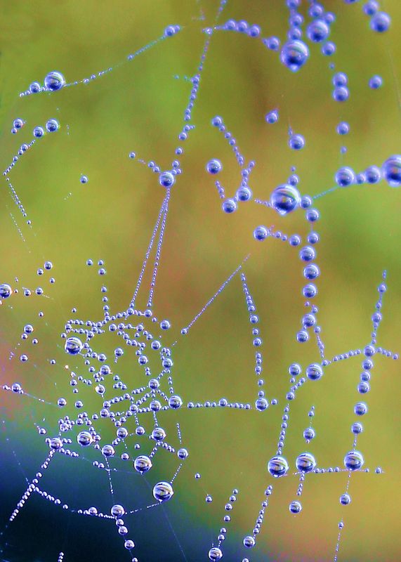 another dewey spider web...