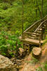 "Steps" Leading nowhere at Tunica Hills Wildlife M...