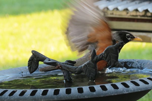 Robin drying his wings...