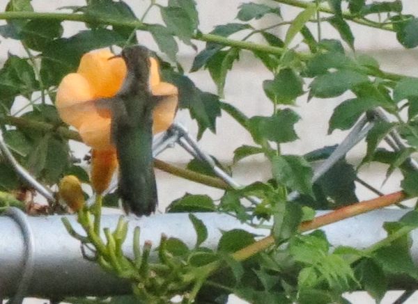 Humming bird at the trumpet vine...