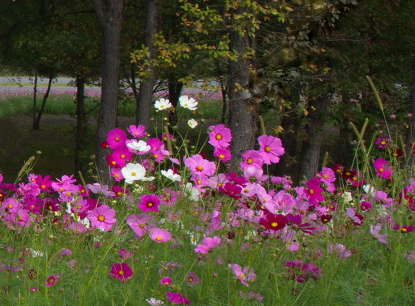 Wild Flowers in Georgia...