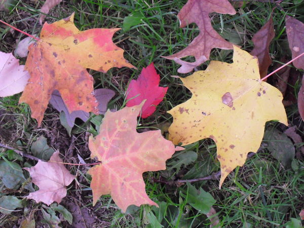 Fall leaves...
