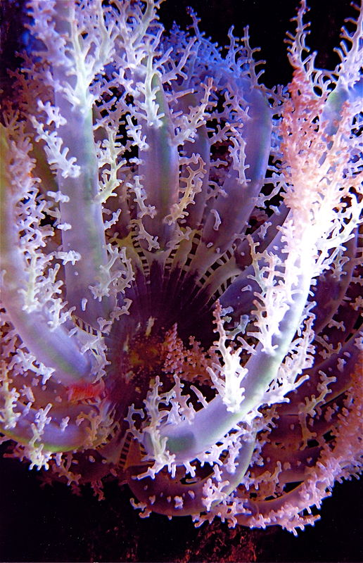 A soft coral...