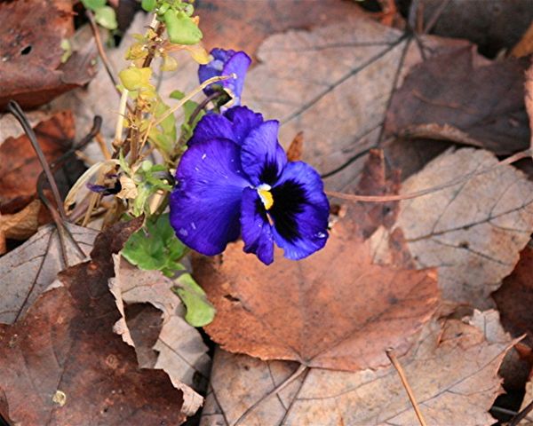 another bloom found in my garden: a blue pansy...
