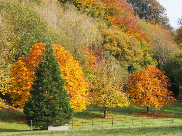 Autumal Colours in Herefordshire...