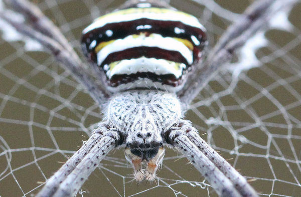 Spider #1 Nov 8: ISO 2500, 1/60-sec at f/ 5.6...
