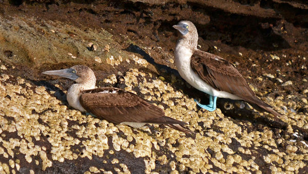 Blue-footed Boobies...