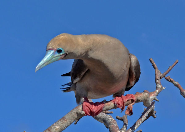 Red-footed Booby...