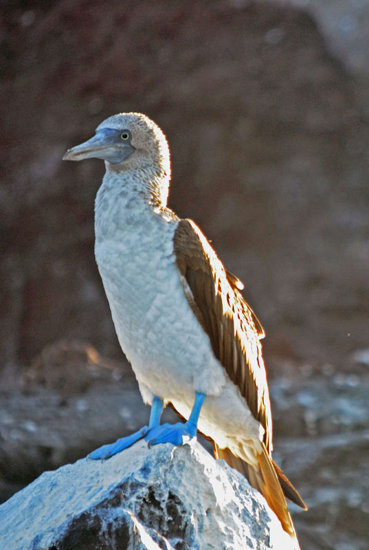 Blue-footed Booby...
