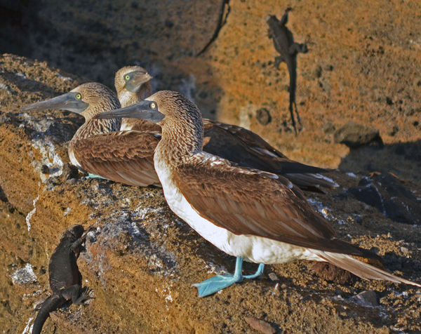 Blue-footed Boobies and Lava Lizards...