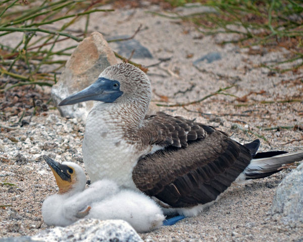 Blue-footed Booby & Chick...