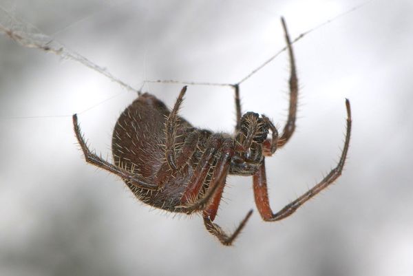 A female  Araneus gemma orbweaver repairs her web,...