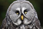 Baby Oreo - Great Grey Owl...