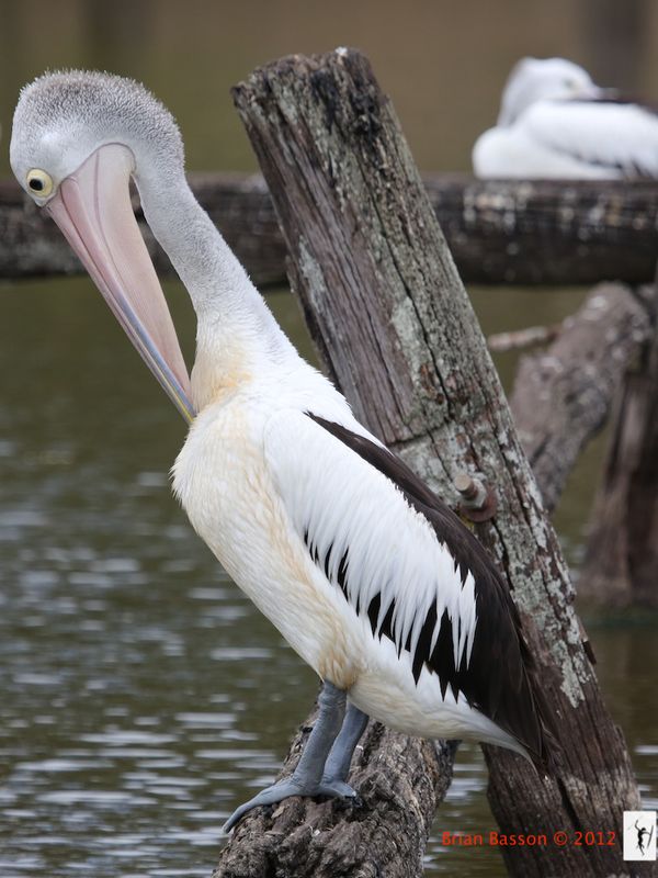 Pelican Preening - Australian...