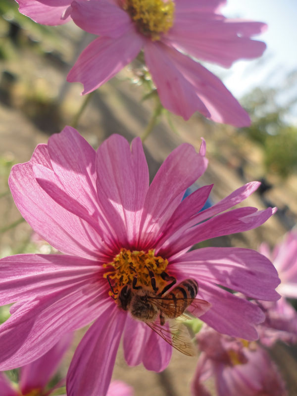Flower and a Bee...