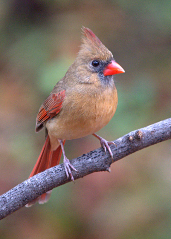 Female Cardinal...