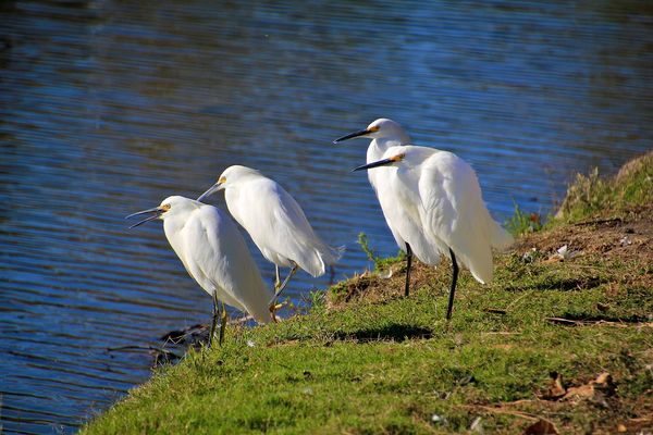 Group of Egrets...