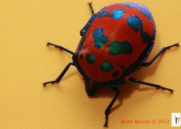 Hibiscus Harlequin Bug # 2...