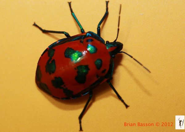 Hibiscus Harlequin Bug # 3...