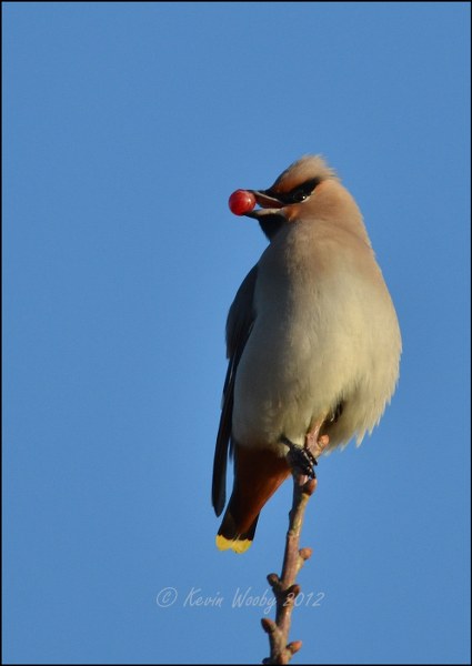 Waxwing posing with berry,...