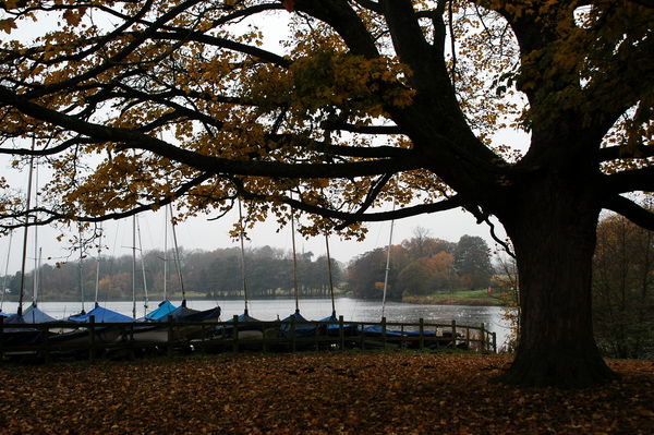 Boats and a tree!!...