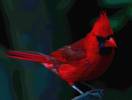 The Cardinal...