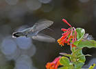 One of my first shots of a hummingbird, even thoug...