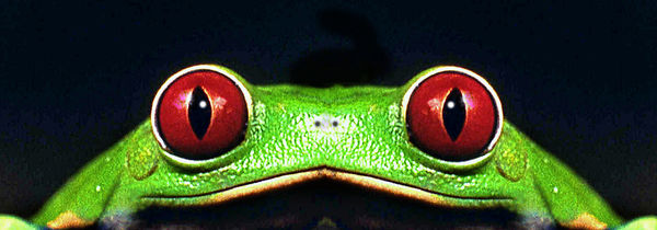 eye-eye treefrog...