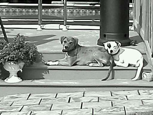 The pups (sunning @ the pool)...
