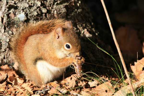 red squirrel munching on a cone...