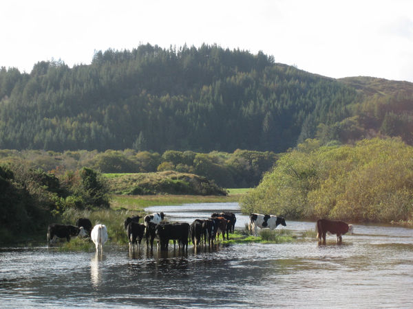 Wading Cows...