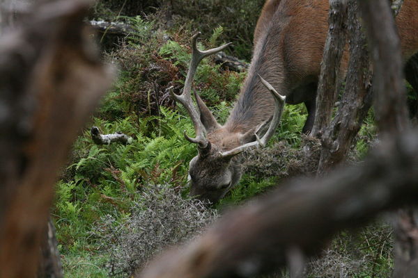 Red stag feeding at 10 metres distance...