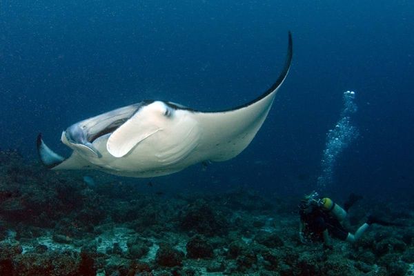 manta with dive buddy...