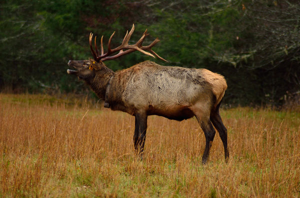 Elk at Cataloochee Valley...