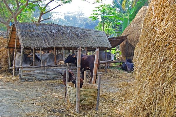 A typical farmhouse in Bangladesh...