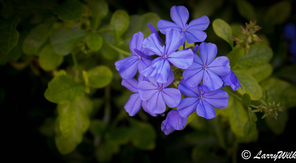 Blue Flower...