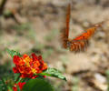 Out of focus butterfly...