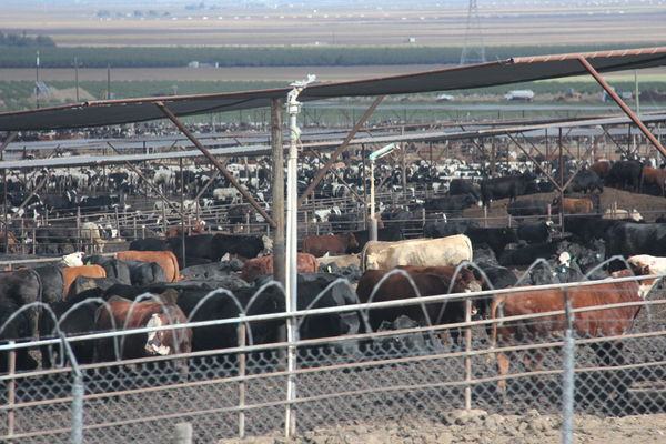could these cows be waiting for Walmart to open th...