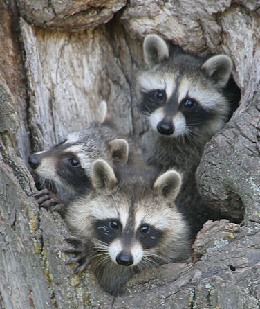 3 baby racoons...