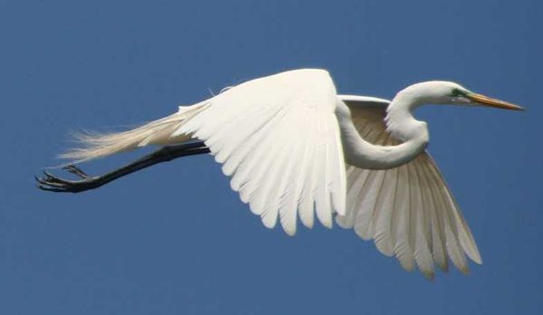 Great Egret in flight...