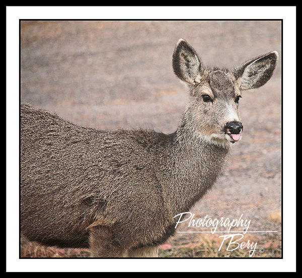 Young Doe checking out the display...