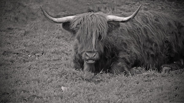 Heather the highlan' cow...