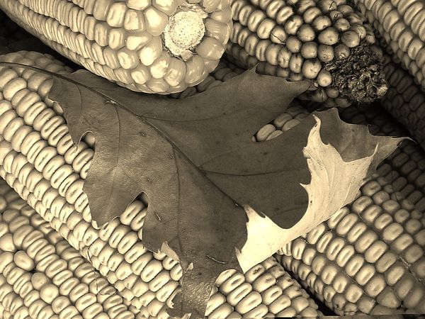 Ears of Corn with Leaf...