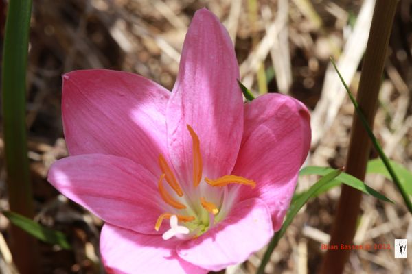 Pink Flower - ISO 320, f/16, 1/80, Lens: Canon 100...
