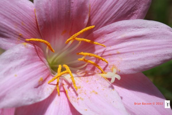 Pink Flower - ISO 125, f/16, 1/80,  Lens: Canon 10...