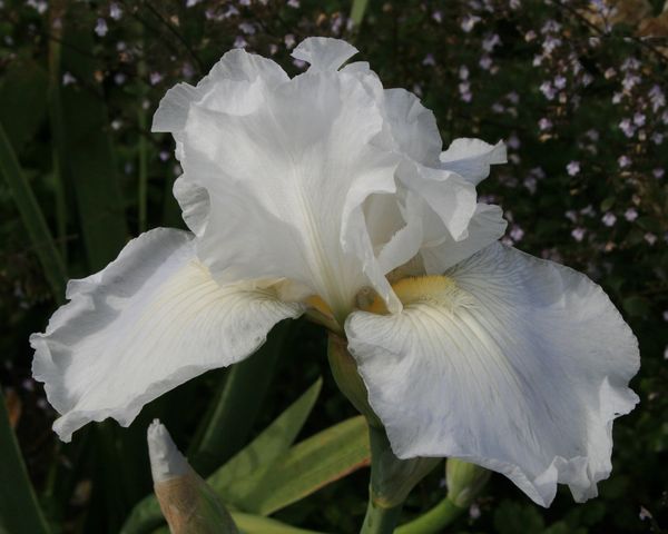 White Iris...