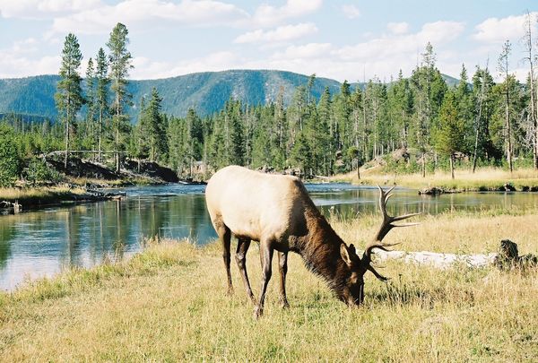 Yellowstone elk...