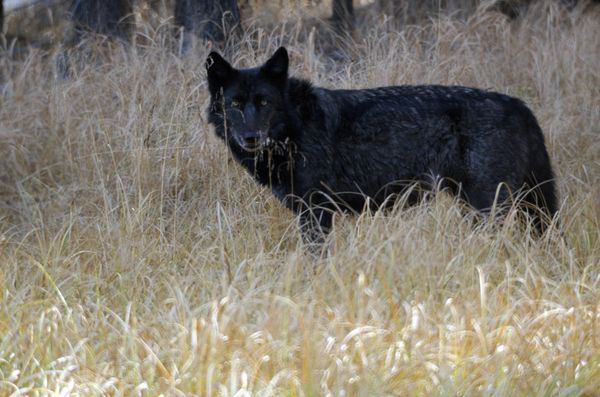 Yellowstone Wolf feeding on elk remains....
