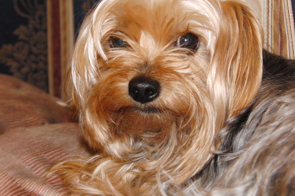 This is Dixie...Cheyenne's Yorkie...
