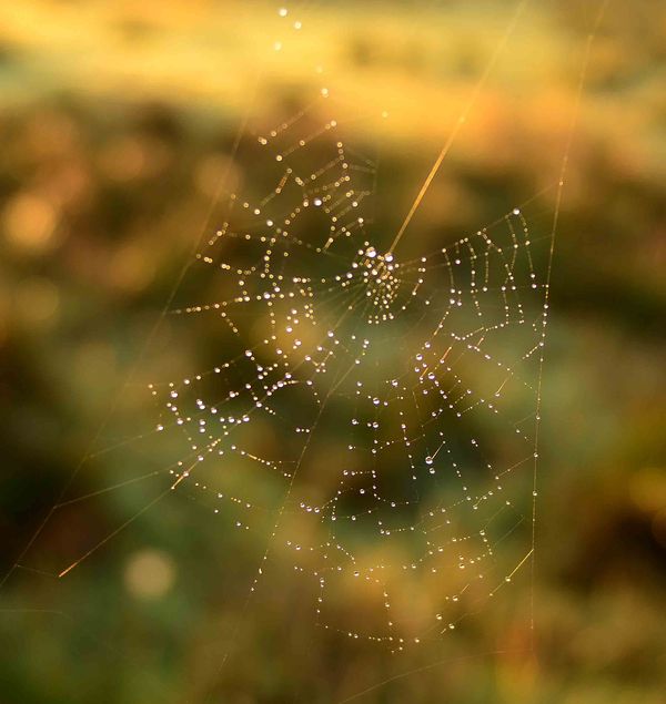 spider web pattern...